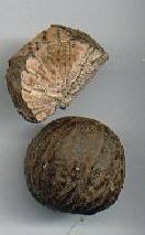 Myristica fragrans: Dried Banda nutmeg