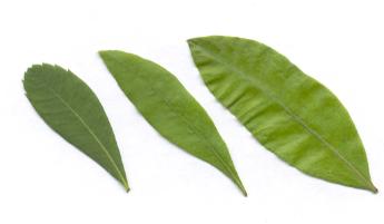 Myrica gale/cerifera/pensylvanica: Gagel-Blätter