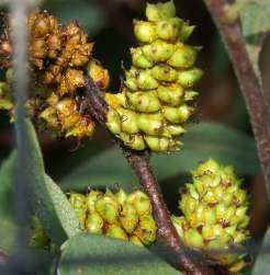 Myrica gale: Unripe gale fruits