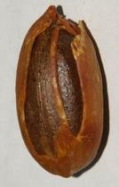 Myristica fragrans: Dried nutmeg seed with arillus