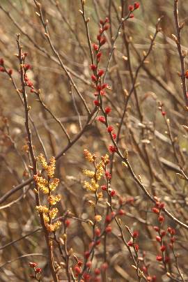 Myrica gale: Flowerings gale shrubs