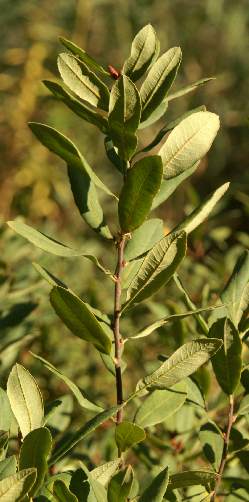 Myrica gale: Sweet gale shrub
