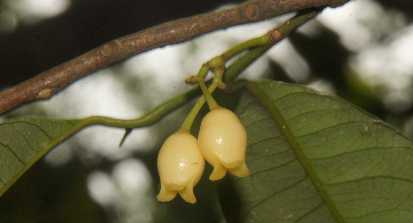 Myristica fragrans: Blüten des Muskat-Baums