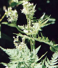 Myrrhis odorata: Cicely (plants with flowers and unripe fruits)