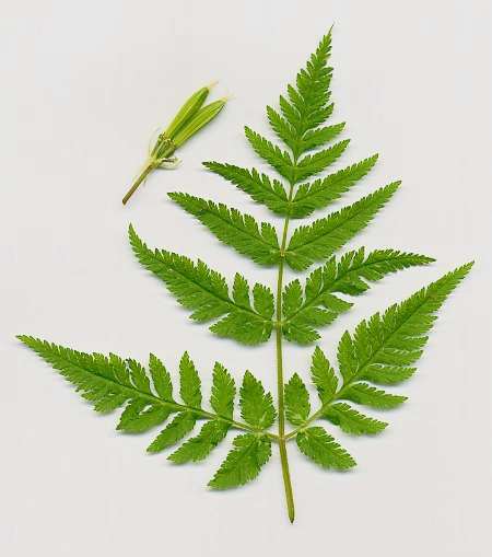 Myrrhis odorata: Cicely leaf