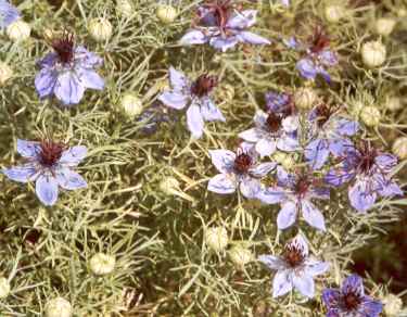 Nigella hispanica: Spanish fennel flowers