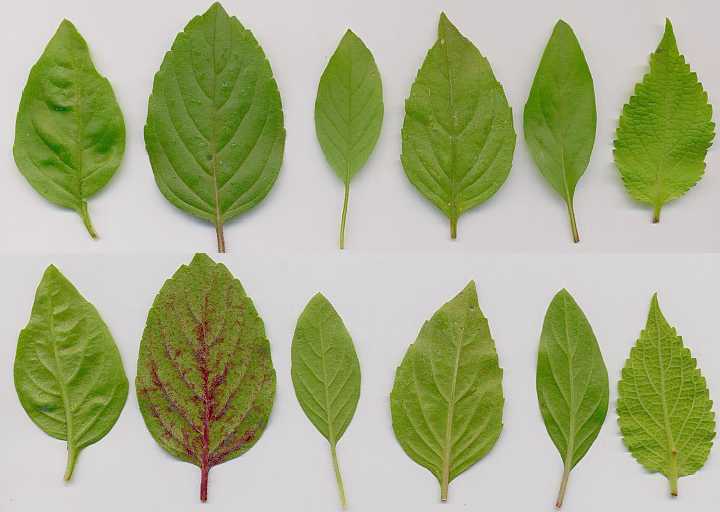 Ocimum basilicum: Basil leaves