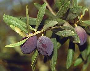 Olea europaea: Ripe olives