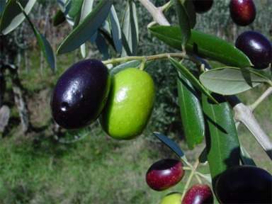 Olea europaea: Oliven