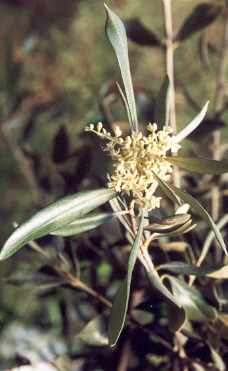 Olea europaea: Flowering olive branch