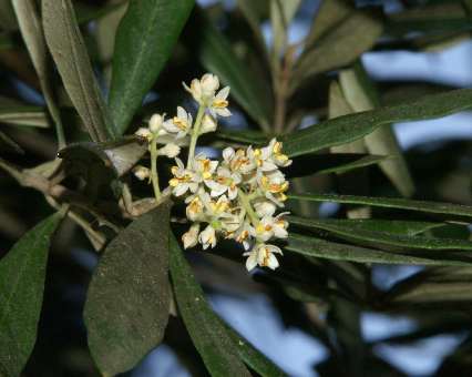 Olea europaea: Ölbaum-Blütenstand