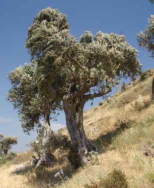Olea europaea: Olivenbaum nahe St. Pierre Kilisesi, Antakya