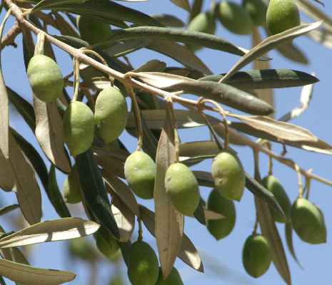Olea europaea: Olive branch with unripe fruits