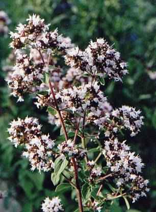 Origanum vulgare: Oregano (Standard)