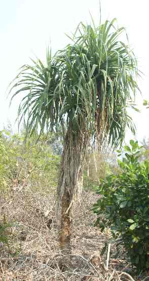 Pandanus odoratissimus: Pandanus-Palme