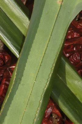 Pandanus amaryllifolius: Pandanusblatt mit gezähntem Blattrand und Kiel