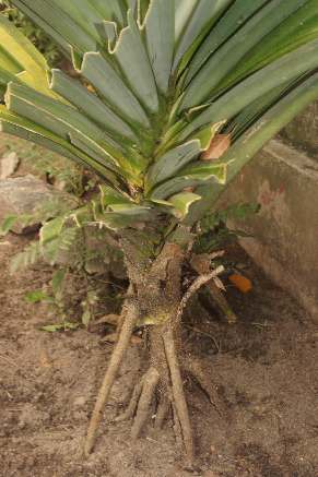 Pandanus amaryllifolius: Rampe-Pflanze in Sri Lanka mit Stützwurzeln