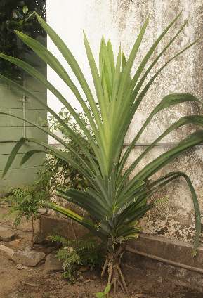 Pandanus amaryllifolius: Rampe plant growing in Sri Lanka