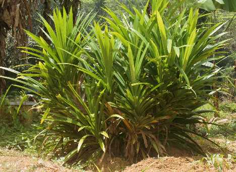 Pandanus amaryllifolius: Screwpine plant in low growth form