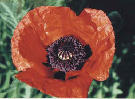 Papaver bracteatum: Ornamental poppy