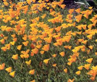 Eschscholtzia californica: California golden poppy