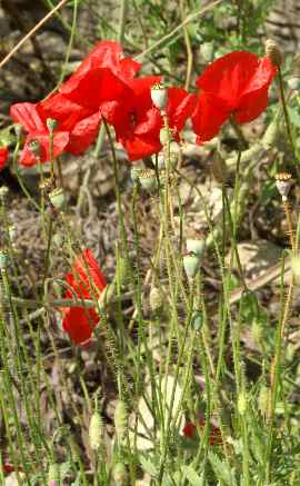 Papaver rhoes: Flander’s poppy flowers
