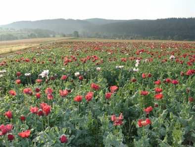Papaver somniferum: Poppy fields in Waldviertel/Austria