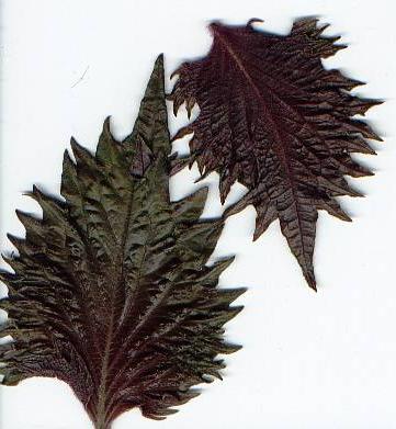 Perilla frutescens: Perilla-Blätter