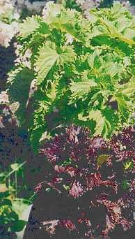 Perilla frutescens: Rote und grüne Perilla