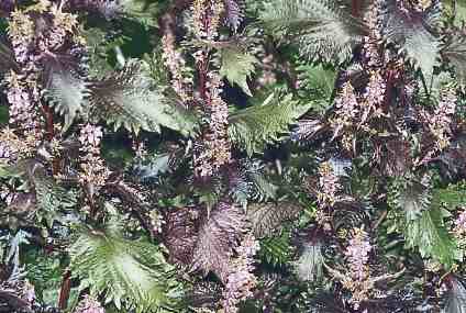 Perilla frutescens: Perilla flowering plants