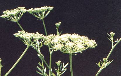 Petroselinum crispum: Petersilie (blühende Pflanze)