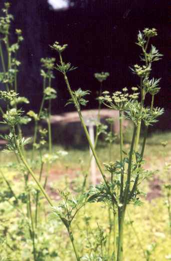 Petroselinum crispum: Blühende Petersilie
