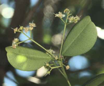 Pimenta dioica: Fading allspice flowers