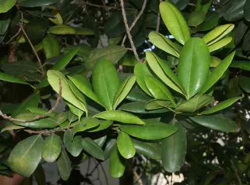 Pimenta dioica: Allspice foliage