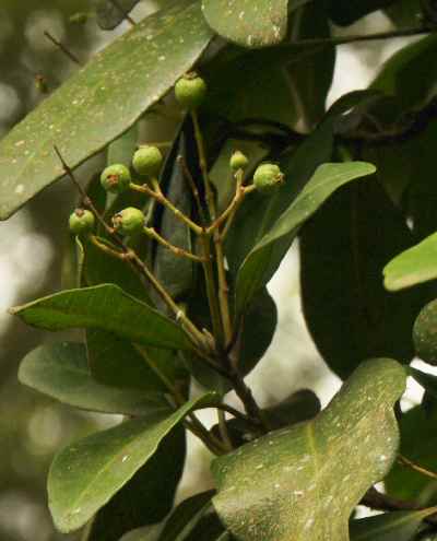 Pimenta racemosa: Unreife Früchte eines Piment-Verwandten