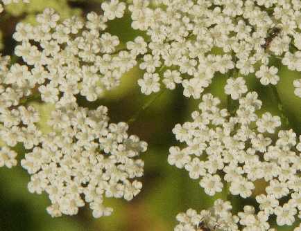 Pimpinella anisum: Anise flowers