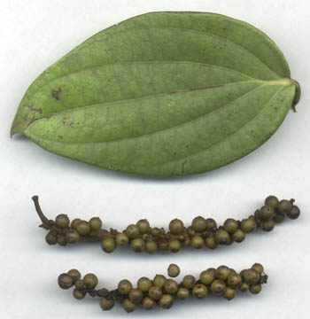 Piper nigrum: Black pepper leaf and unripe fruits