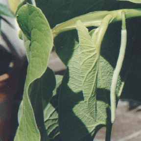 Piper auritum: Blattpfeffer, Blühender Zweig