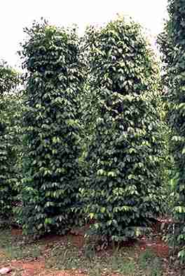 Piper nigrum: Pepper plantation