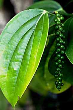 Piper nigrum: Unripe Pepper fruits
