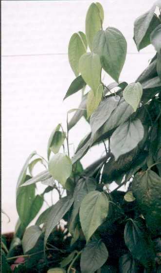 Piper nigrum: Pfefferpflanze