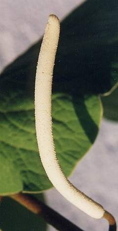 Piper auritum: Flower of hoja santa (acuyo)