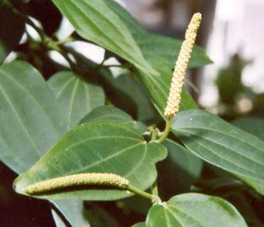 Piper cubeba: Cubeb pepper with flowers