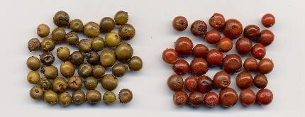 Piper nigrum: Pickled peppercorns: Green and red