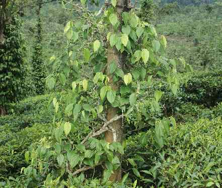 Piper nigrum: Pepper plant in South Indian plantation