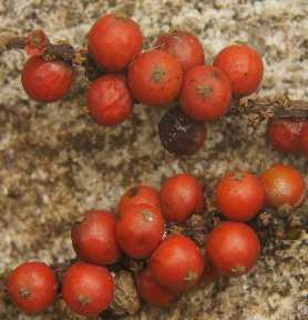 Piper nigrum: Fresh ripe red pepper berries