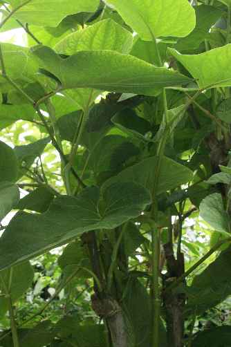 Piper auritum: Mexican pepper leaf shrub