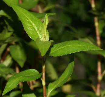 Polygonum odoratum/Persicaria odorata: Vietnamese coriander shoot