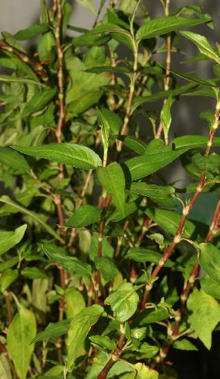 Polygonum odoratum/Persicaria odorata: Rau ram plant