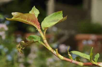 Polygonum odoratum: Vietnamese coriander sprig